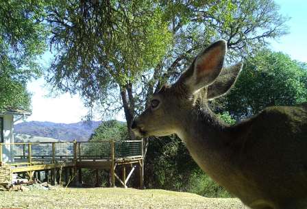 Doe profile 01